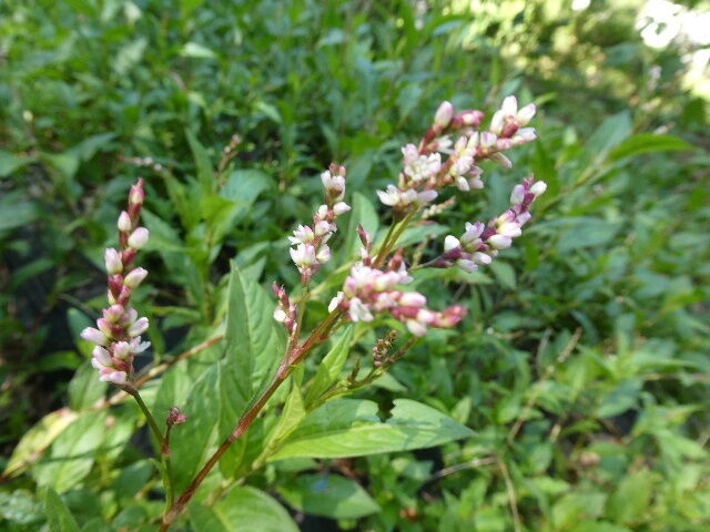藍の花恋する色にあなた色 写真俳句ブログ チーさん 初心者