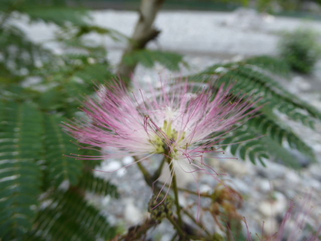 合歓の宴両手に花の和合かな 写真俳句ブログ チーさん 初心者