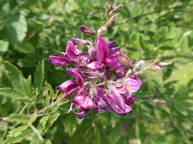 夏萩や見渡す江戸の国府台 写真俳句ブログ チーさん 初心者 夏萩や見渡す江戸の国府台 写真俳句ブログ チーさん 初心者
