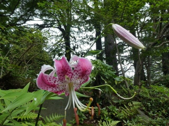 百合の香の入りくる窓辺空青し 写真俳句ブログ チーさん 初心者