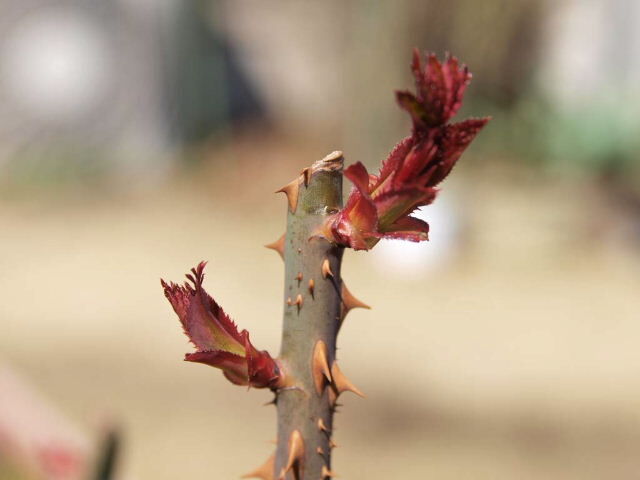 薔薇の芽や頭角現す人事かな 写真俳句ブログ チーさん 初心者