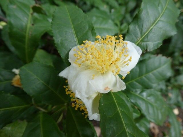 奉納の茶の花咲きて黄金なる 写真俳句ブログ チーさん 初心者