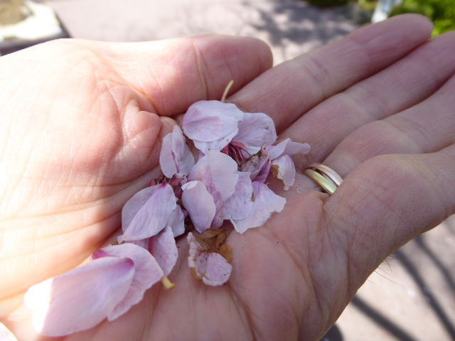 手のひらに散る花受けて惜しむ恋 写真俳句ブログ チーさん 初心者