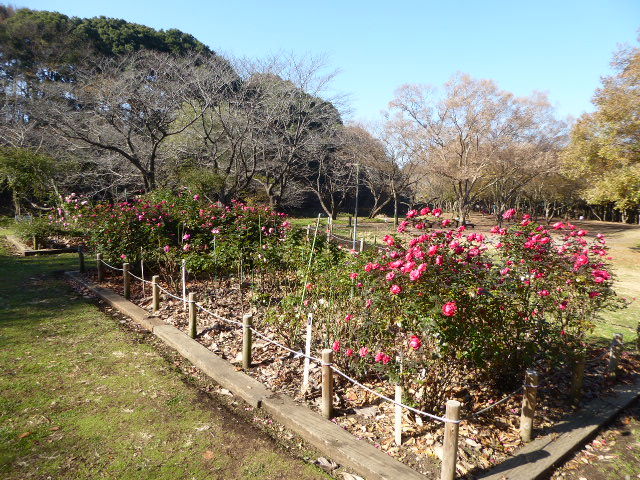 忽然と現る園や冬薔薇 ふゆそうび 写真俳句ブログ チーさん 初心者 忽然と現る園や冬薔薇 ふゆそうび 写真俳句ブログ チーさん 初心者