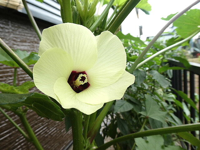 朝採りの菜園踊る花オクラ 写真俳句ブログ チーさん 初心者