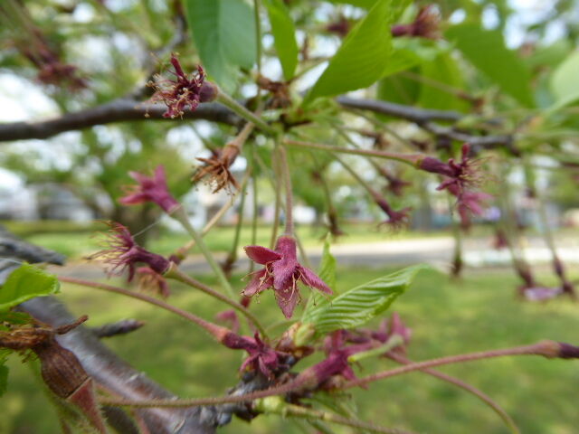 コロナ影桜蘂降り栄華落つ 写真俳句ブログ チーさん 初心者