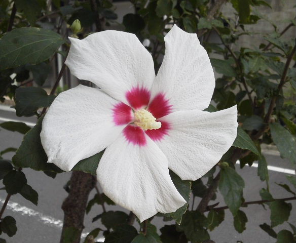 木槿花虫や人をも酔わすなり 夕木槿花びらしぼみ栄華去る 写真俳句ブログ チーさん 初心者