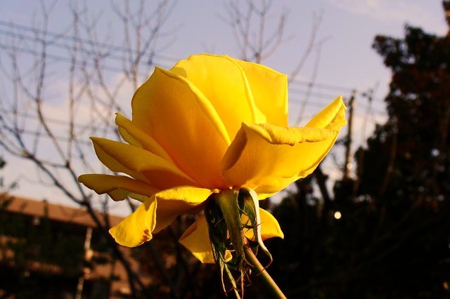 DSC06002