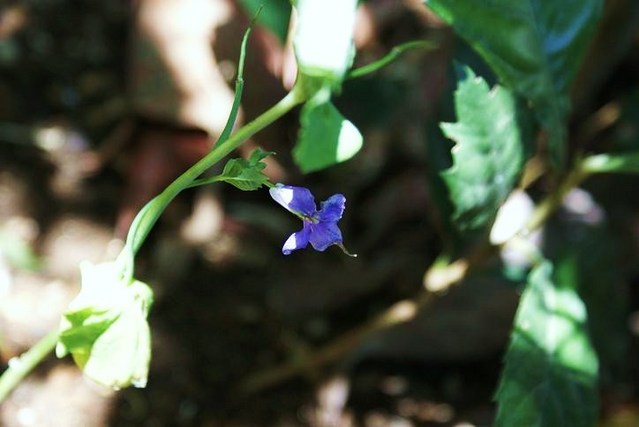 DSC03438