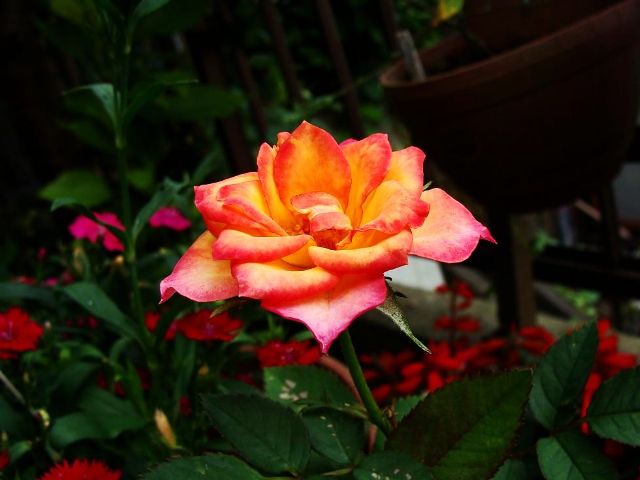 DSC05068