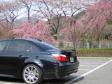 梅桜5