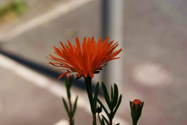 DSC03447