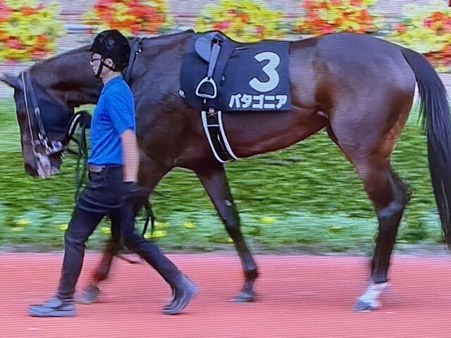 パタゴニア 21 08 21 都井岬特別 5着でした 気ままにメモリアル