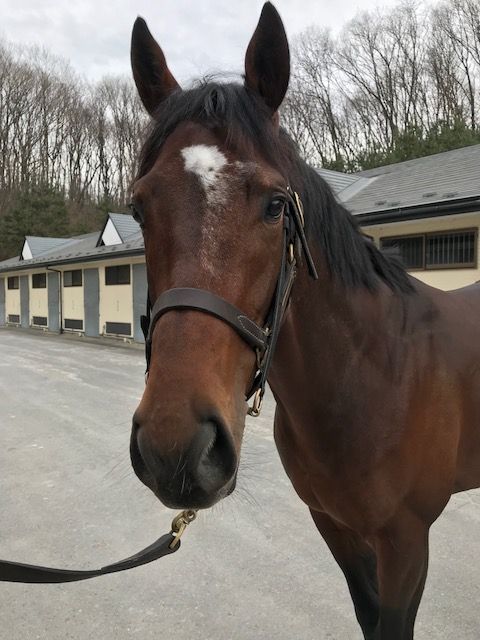 ノーザンファーム天栄 愛馬に会ってきました 気ままにメモリアル