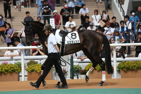 ピエタンツァ82