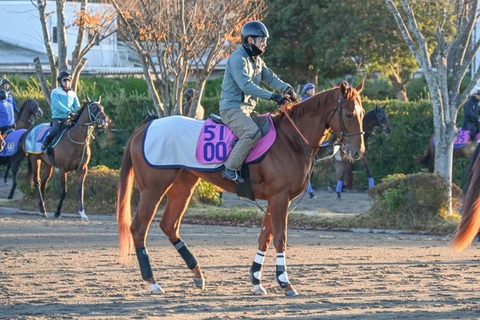 エジプシャンマウ