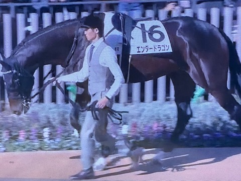 エンダードラゴン8