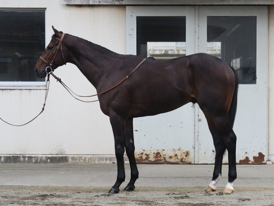 コリエンテス 出走情報 21 11 07 2歳未勝利 気ままにメモリアル コリエンテス 出走情報 21 11 07 2歳未勝利 気ままにメモリアル