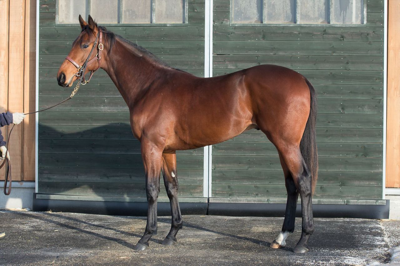 16年度シルク募集出資馬 馬名が決定しました 気ままにメモリアル 16年度シルク募集出資馬 馬名が決定しました 気ままにメモリアル