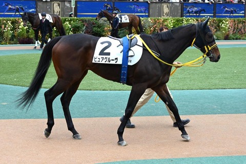 ピュアグルーヴ3