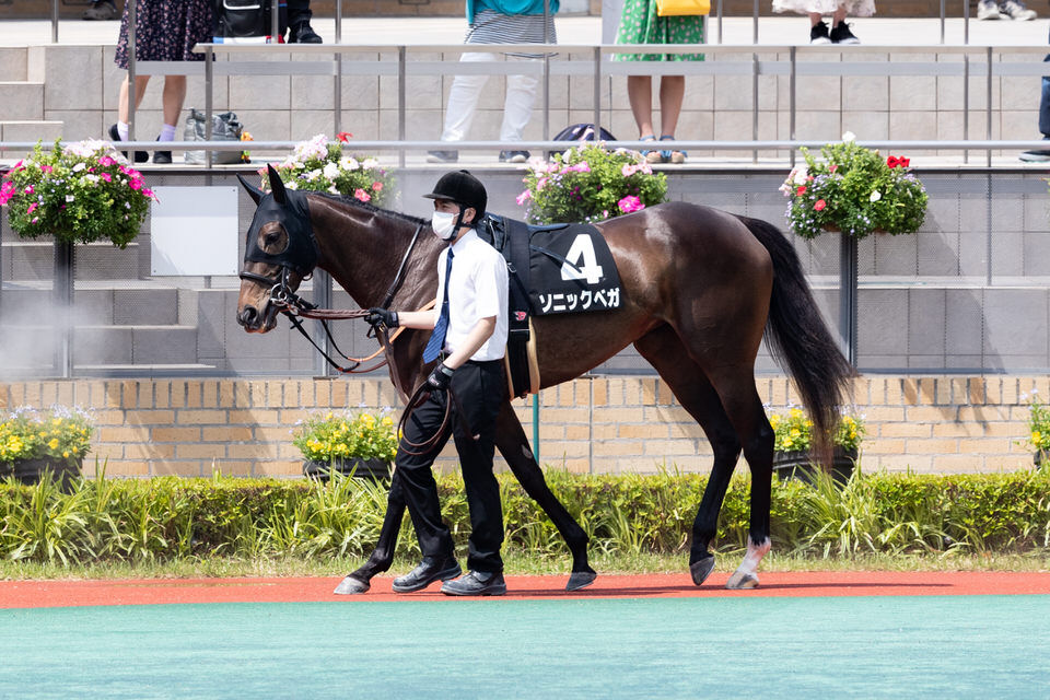 ソニックベガ 出走情報 21 07 18 高千穂特別 気ままにメモリアル