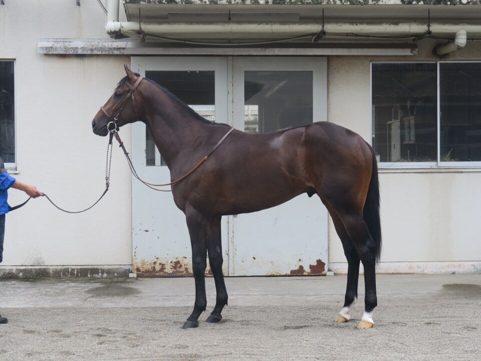 コリエンテス 出走情報 21 07 24 メイクデビュー新潟 気ままにメモリアル コリエンテス 出走情報 21 07 24 メイクデビュー新潟 気ままにメモリアル