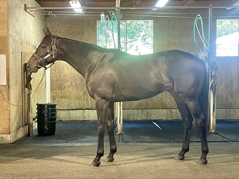 ブラーヴイストワル86