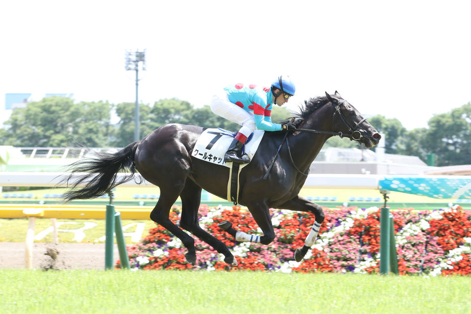 クールキャット 予定通り 第56回サンケイスポーツ賞フローラステークス G に登録 気ままにメモリアル