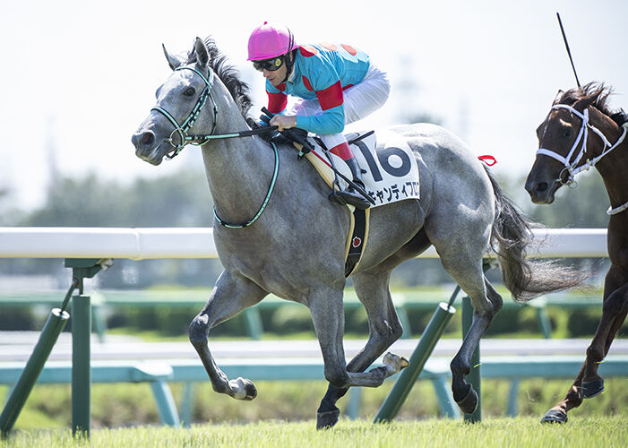 ヴァルドワーズ キャンディフロス 長万部特別に登録 気ままにメモリアル