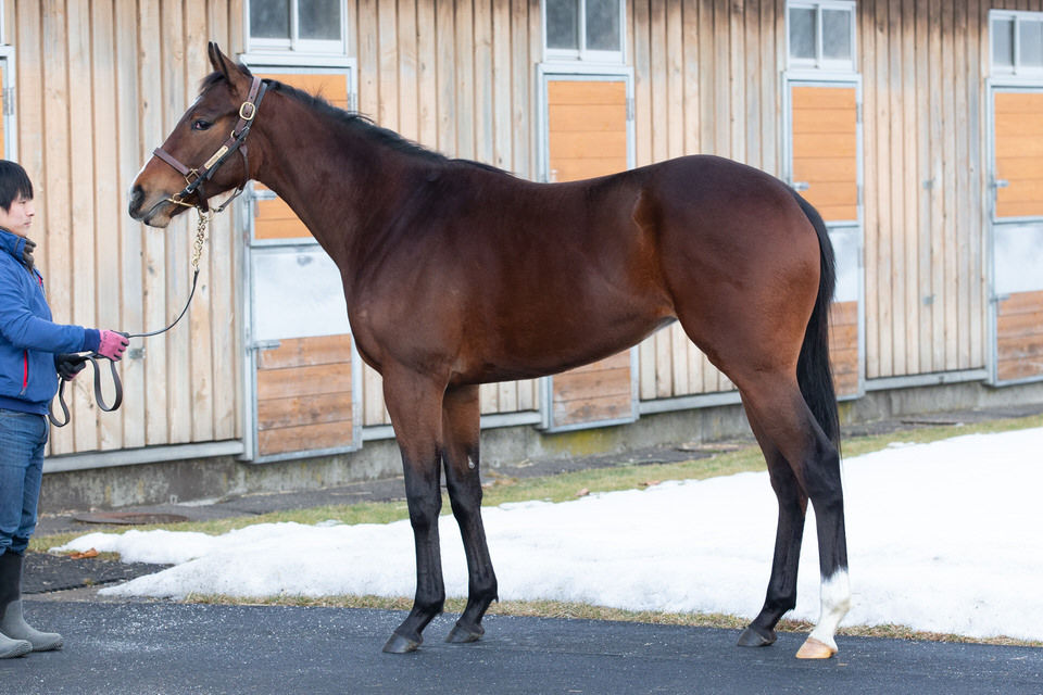 18年度シルク募集馬 馬名が決まりました 気ままにメモリアル 18年度シルク募集馬 馬名が決まりました 気ままにメモリアル