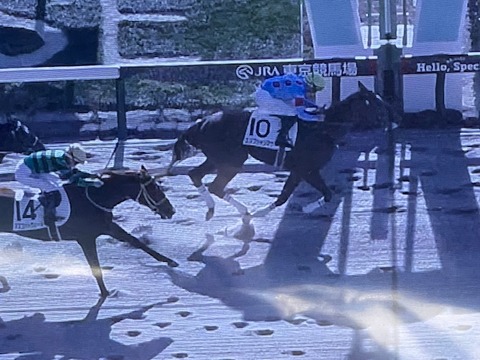 エジプシャンマウ