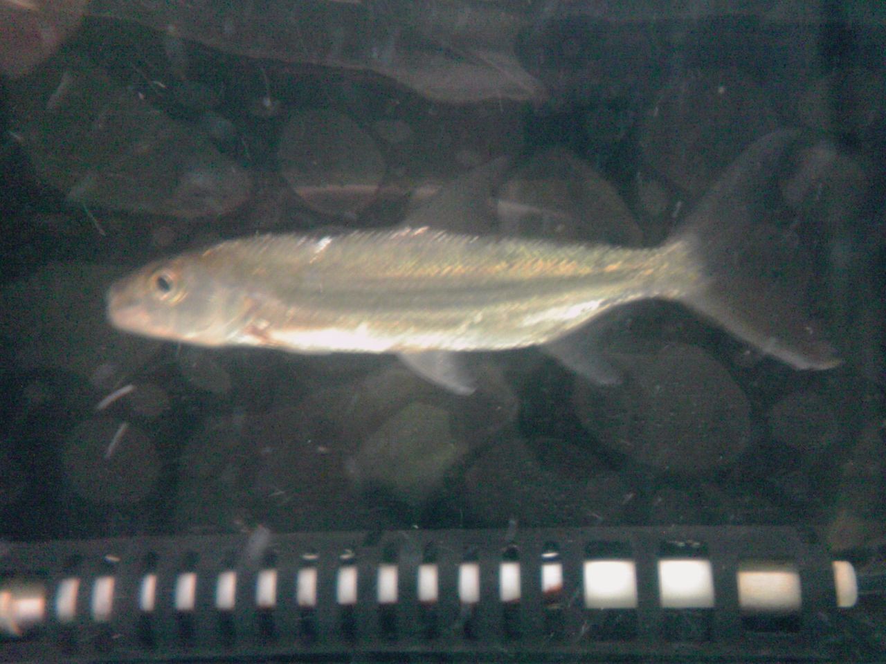 牙魚 ゴライアスタイガーフィッシュが来ました 気ままにメモリアル