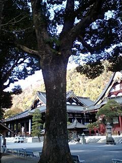 身延山久遠寺の楠木4