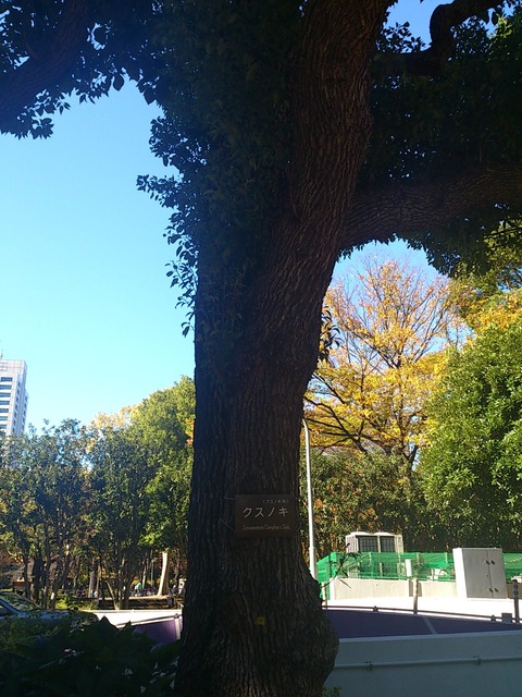 日比谷公園楠木5