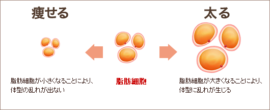 お腹の脂肪に効く７つの食べ物 ひでぼうの徒然