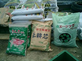 イチゴ親株を植える 農業ってそういうことだったのか