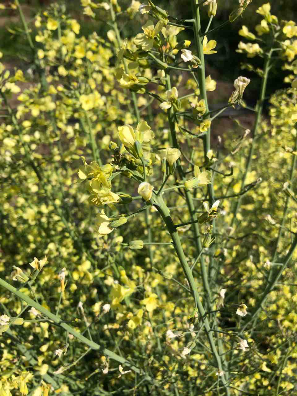 ブロッコリーの花 ヒデじぃjr のblog