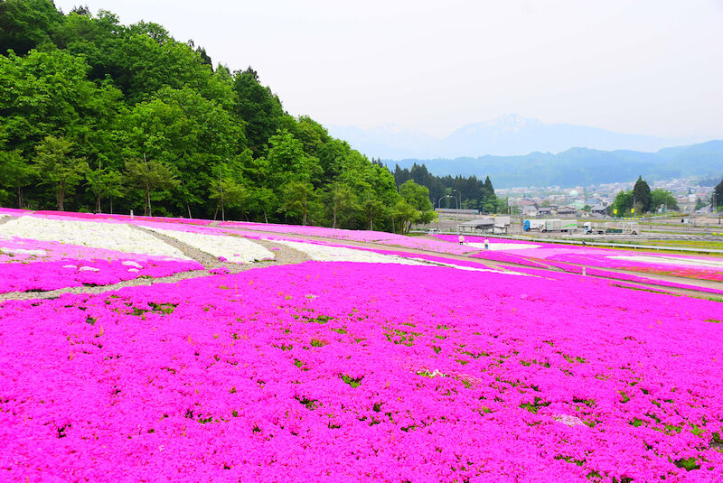 shibazakura