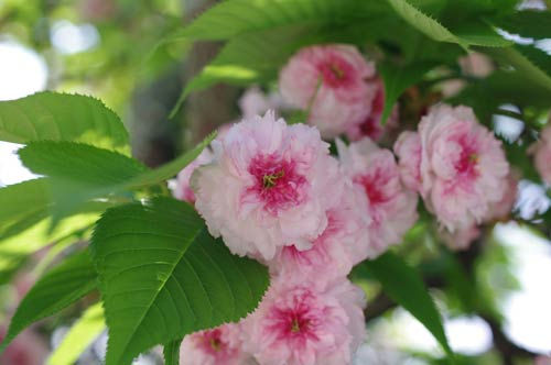 梅小路 兼六園菊桜 こーぎーこーぎー 梅小路 兼六園菊桜 こーぎーこーぎー