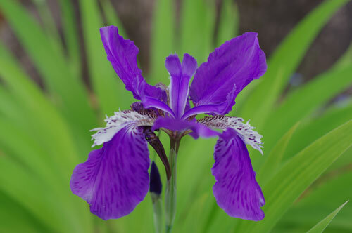 いずれあやめかかきつばた こーぎーこーぎー