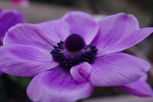 アネモネ こーぎーこーぎー