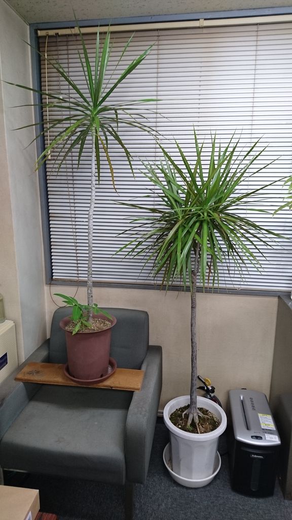 事務所のドラセナ 海生研 盆栽部