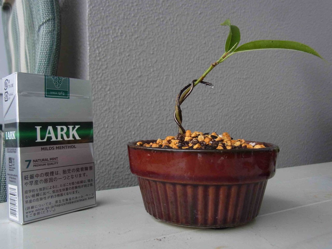 フィカスイレグラリス 海生研 盆栽部