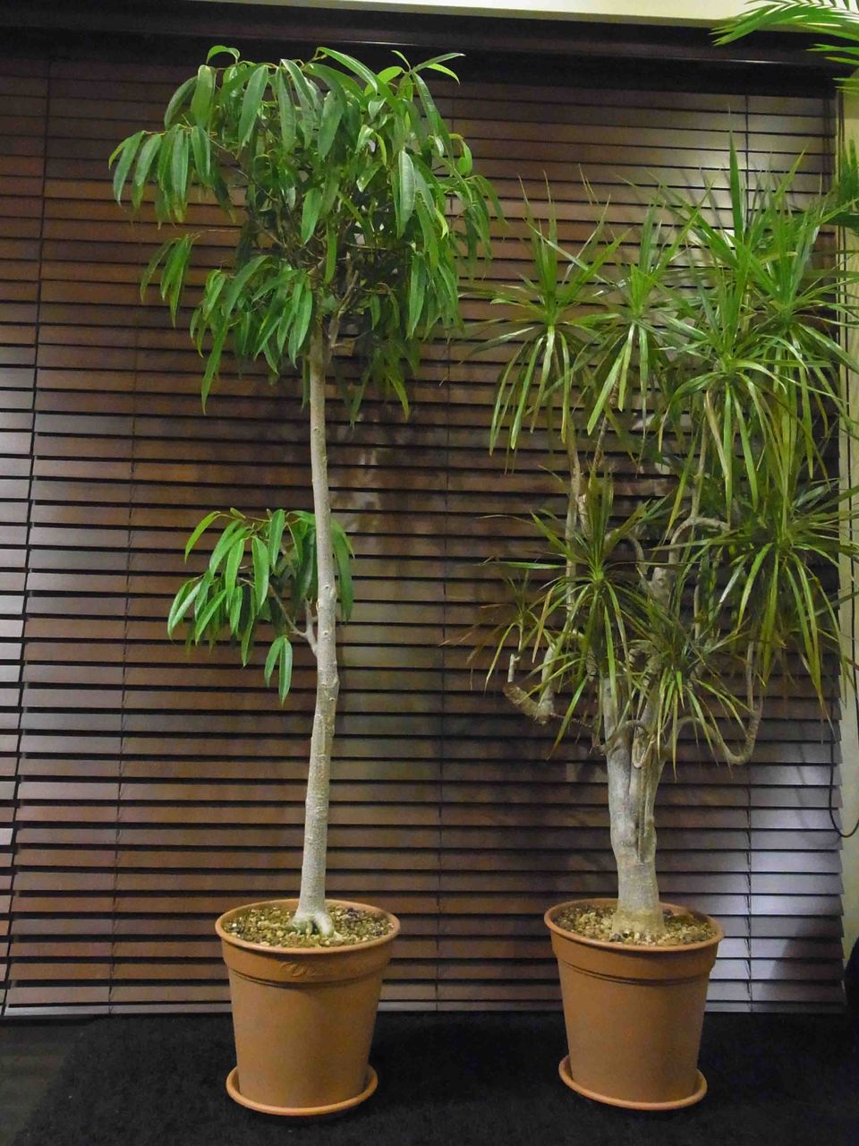 フィカスイレグラリス 海生研 盆栽部