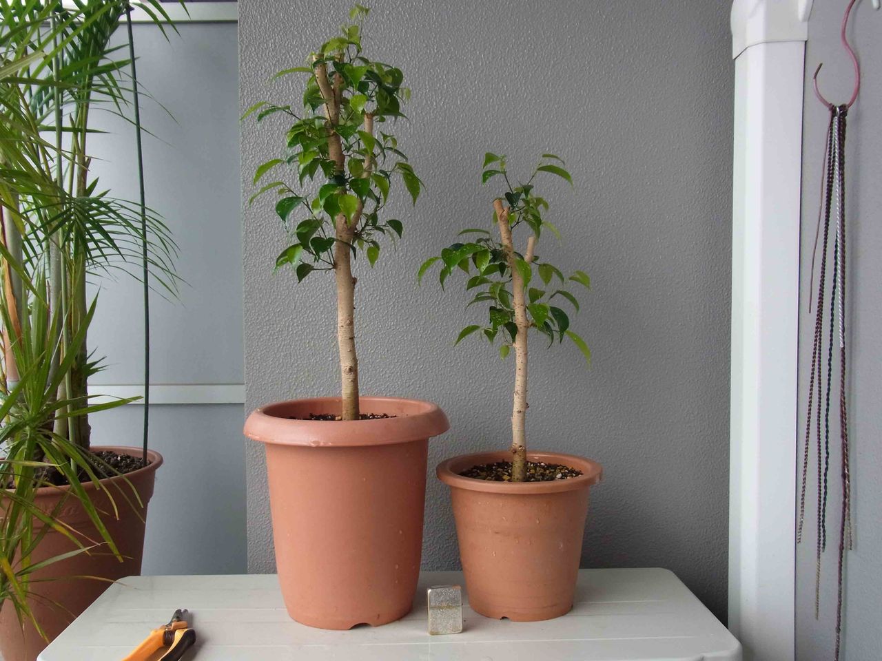 拾い物 のベンジャミン途中経過 1 海生研 盆栽部