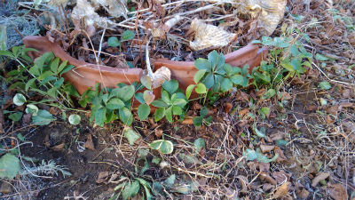 一年ぶりに庭の手入れした件 40からのバスフィッシング2