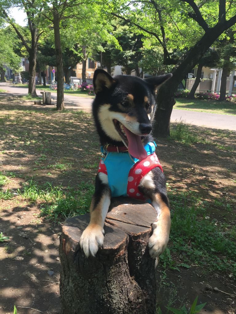 なんかスッキリしない 光ママの気分転換