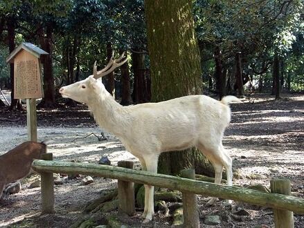 コラム51「神鹿・白い鹿の謎」 : Magical Mystery Nara Tour