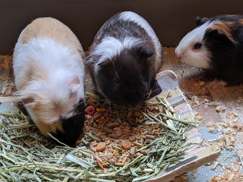 00100lPORTRAIT_00100_BURST20191029121826265_COVER