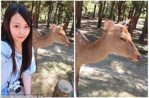 鹿 Magical Mystery Nara Tour